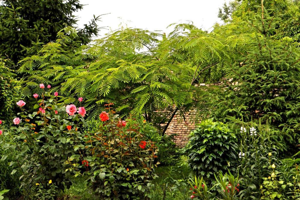 Matyas Panzio Bed & Breakfast Segedin Dış mekan fotoğraf